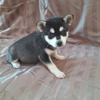Tillie, a female Alaskan Klee Kai for sale in Antonito, CO – Photo 8 of 10