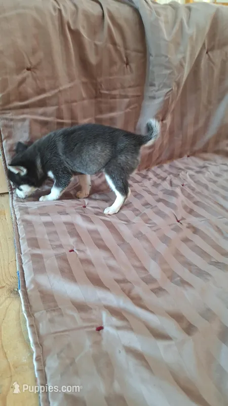 Tillie – Alaskan Klee Kai puppy for sale in Antonito, CO