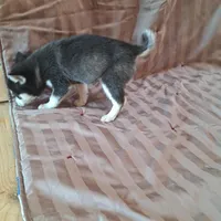 Tillie, a female Alaskan Klee Kai for sale in Antonito, CO – Photo 4 of 10