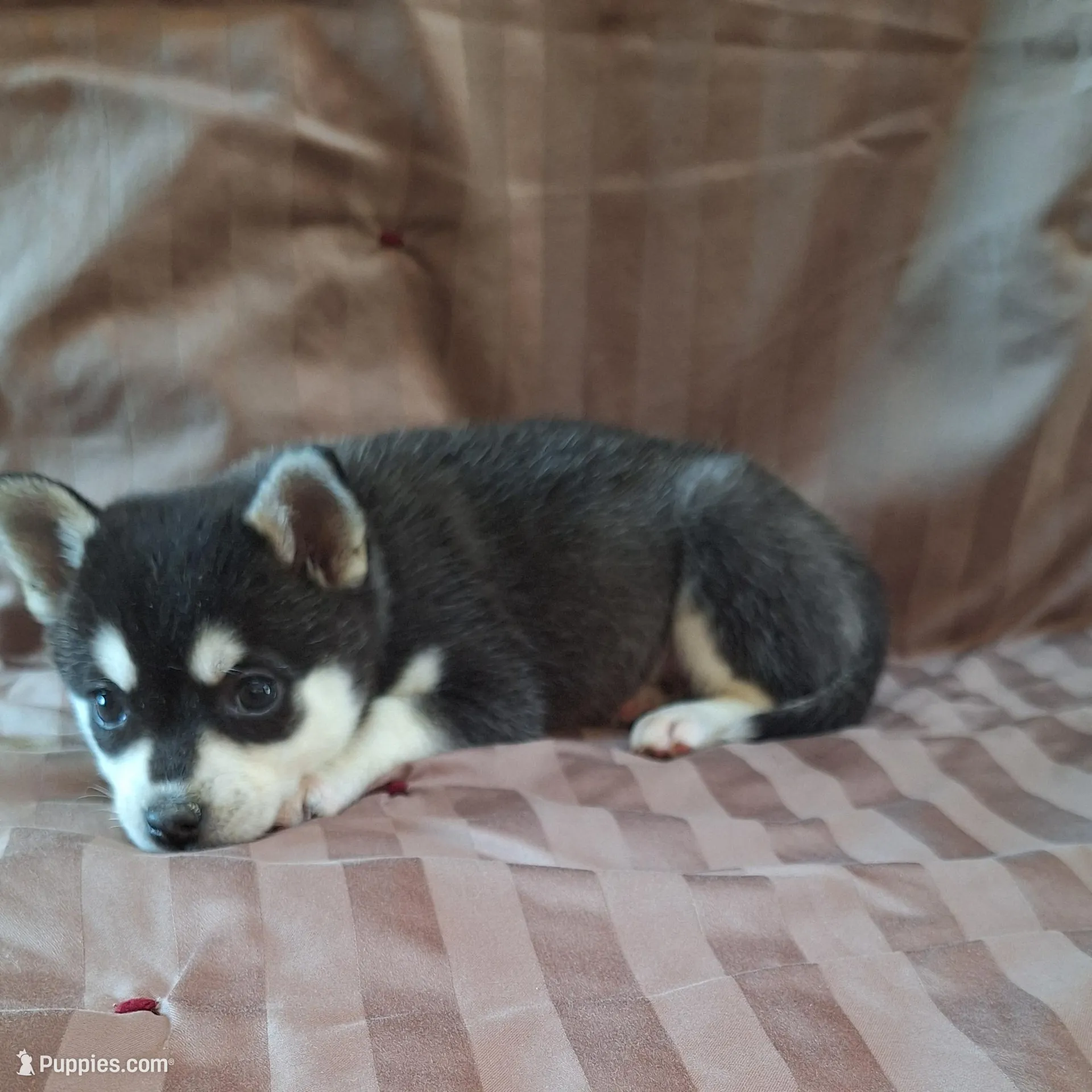Tillie, a female Alaskan Klee Kai for sale in Antonito, CO – Photo 7 of 10