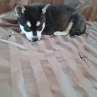 Tillie, a female Alaskan Klee Kai for sale in Antonito, CO – Photo 10 of 10