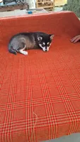 Tillie, a female Alaskan Klee Kai for sale in Antonito, CO – Photo 6 of 9