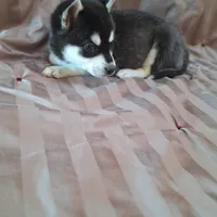 Tillie, a female Alaskan Klee Kai for sale in Antonito, CO – Photo 9 of 10