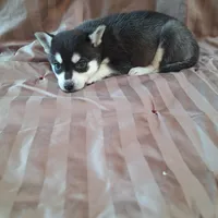 Tillie, a female Alaskan Klee Kai for sale in Antonito, CO – Photo 5 of 10