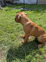 Lia, a female Cane Corso for sale in Orange Grove, TX – 2 of 3