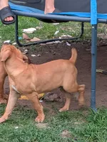 Leo, a male Cane Corso for sale in Orange Grove, TX – 3 of 7