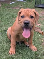 Leo, a male Cane Corso for sale in Orange Grove, TX – 5 of 7