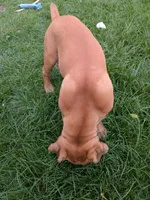 Leo, a male Cane Corso for sale in Orange Grove, TX – 7 of 7