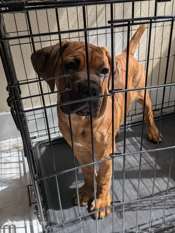 Lia – Cane Corso puppy for sale in Orange Grove, TX