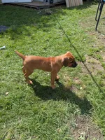 Lia, a female Cane Corso for sale in Orange Grove, TX – 3 of 3