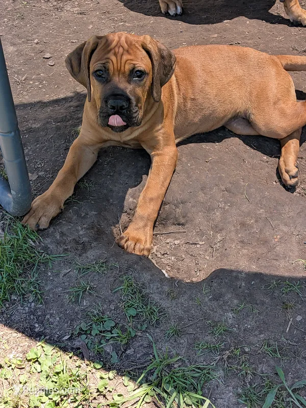 Lia – Cane Corso puppy for sale in Orange Grove, TX
