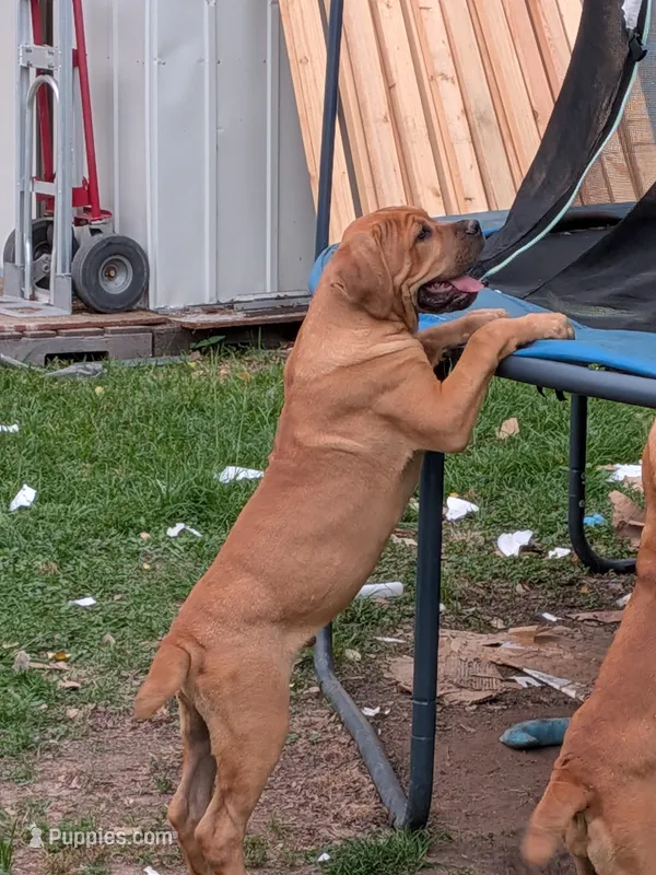 Leo, a male Cane Corso for sale in Orange Grove, TX – 1 of 7