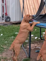 Leo, a male Cane Corso for sale in Orange Grove, TX – 1 of 7