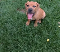 Leo, a male Cane Corso for sale in Orange Grove, TX – 4 of 7