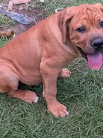 Leo, a male Cane Corso for sale in Orange Grove, TX – 6 of 7