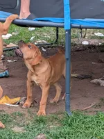 Leo, a male Cane Corso for sale in Orange Grove, TX – 2 of 7