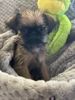 Pip, a male Brussels Griffon for sale in Lexington, VA – 10 of 10