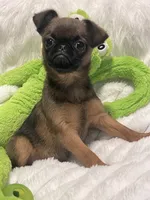 Mugsy-please read bio, a male Brussels Griffon for sale in Lexington, VA – 4 of 7