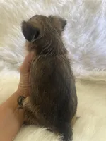 Benny *** Please read Bio, a male Brussels Griffon for sale in Lexington, VA – 7 of 7