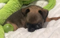 Mugsy-please read bio, a male Brussels Griffon for sale in Lexington, VA – 2 of 7