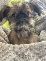 Finn, a male Brussels Griffon for sale in Lexington, VA – 2 of 8