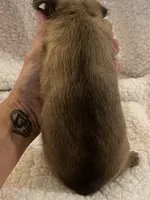 Buster *** Please read bio, a male Brussels Griffon for sale in Lexington, VA – 4 of 5