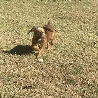 Mash, a male Brussels Griffon for sale in Lexington, VA – Photo 4 of 5