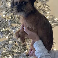 Mash, a male Brussels Griffon for sale in Lexington, VA – Photo 2 of 5