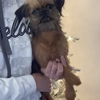 Mash, a male Brussels Griffon for sale in Lexington, VA – Photo 1 of 5