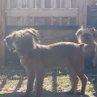 Mash, a male Brussels Griffon for sale in Lexington, VA – Photo 3 of 5