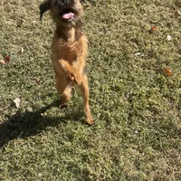 Mash, a male Brussels Griffon for sale in Lexington, VA – Photo 5 of 5