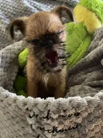 Buster *** Please read bio, a male Brussels Griffon for sale in Lexington, VA – 5 of 8