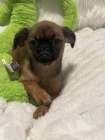Maple-please read bio, a female Brussels Griffon for sale in Lexington, VA – 8 of 8