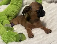 Maple-please read bio, a female Brussels Griffon for sale in Lexington, VA – 4 of 8