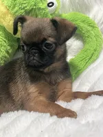 Mugsy-please read bio, a male Brussels Griffon for sale in Lexington, VA – 3 of 7