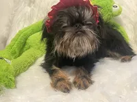 Poppy *please read bio!, a female Brussels Griffon for sale in Lexington, VA – 4 of 4