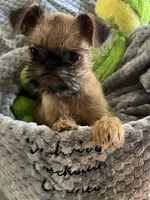 Buster *** Please read bio, a male Brussels Griffon for sale in Lexington, VA – 3 of 8