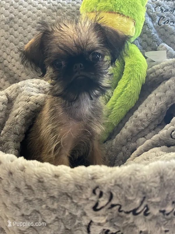 Pip – Brussels Griffon puppy for sale in Lexington, VA