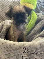 Pip, a male Brussels Griffon for sale in Lexington, VA – 1 of 10