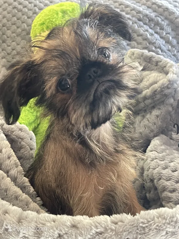 Finn – Brussels Griffon puppy for sale in Lexington, VA
