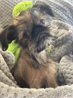 Finn, a male Brussels Griffon for sale in Lexington, VA – 1 of 8