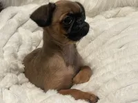 Teddy-please read bio, a male Brussels Griffon for sale in Lexington, VA – 4 of 6