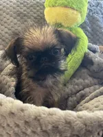 Pip, a male Brussels Griffon for sale in Lexington, VA – 3 of 10