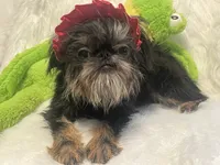 Poppy *please read bio!, a female Brussels Griffon for sale in Lexington, VA – 3 of 4