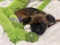 Maple-please read bio, a female Brussels Griffon for sale in Lexington, VA – 6 of 8