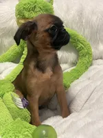 Maple-please read bio, a female Brussels Griffon for sale in Lexington, VA – 5 of 8
