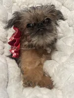 Annabelle, a female Brussels Griffon for sale in Lexington, VA – Photo 6 of 6
