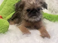 Annabelle, a female Brussels Griffon for sale in Lexington, VA – Photo 3 of 6