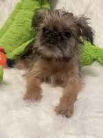 Annabelle, a female Brussels Griffon for sale in Lexington, VA – Photo 4 of 6