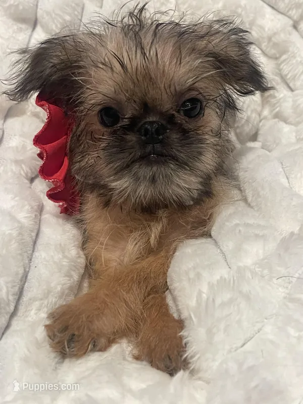 Annabelle – Brussels Griffon puppy for sale in Lexington, VA